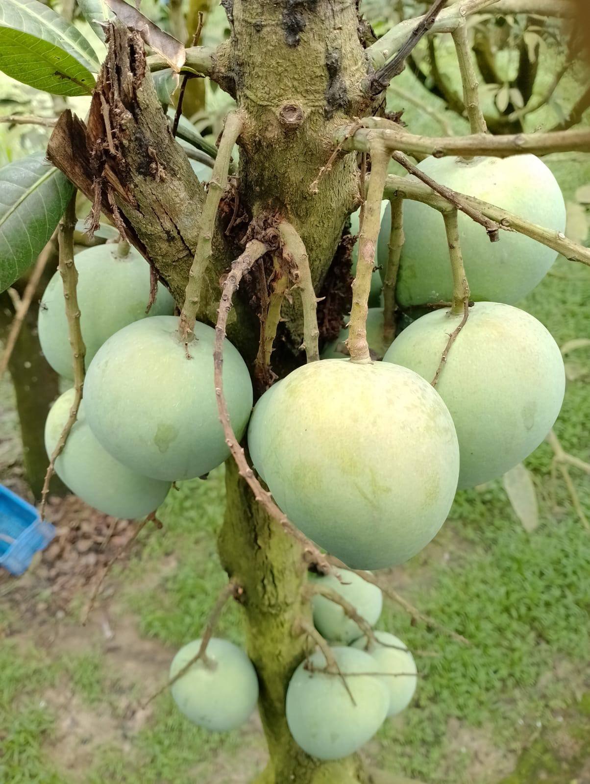 হাড়িভাঙ্গা আম ৫ কেজি
